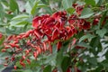 Cockspur coral tree Erythrina crista-galli, coral-red flowers and buds