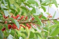 Cockspur coral tree Erythrina crista-galli, budding coral red flowers Royalty Free Stock Photo