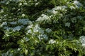 Cockspur Hawthorn Tree in Blossom 822574