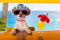 Cocktail dog Royalty Free Stock Photo