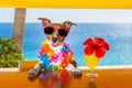 Cocktail dog Royalty Free Stock Photo