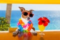 Cocktail dog Royalty Free Stock Photo