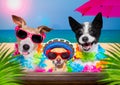 Cocktail drink dog family on  summer holiday vacation a the beach club bar Royalty Free Stock Photo