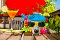 Cocktail drink dog summer holiday vacation on balcony Royalty Free Stock Photo