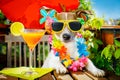 Cocktail drink dog summer holiday vacation on balcony Royalty Free Stock Photo