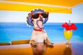 Cocktail drink dog on summer holiday vacation a the beach club Royalty Free Stock Photo