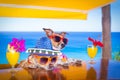 Cocktail drink dogs summer holiday vacation ar the bar Royalty Free Stock Photo