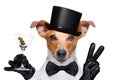 Cocktail drinking dog Royalty Free Stock Photo
