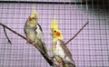 Cocktail parrots couple looking at each other Royalty Free Stock Photo