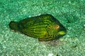 Cocktail wrasse Royalty Free Stock Photo