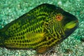 Cocktail wrasse Royalty Free Stock Photo