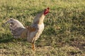 Cocky Rooster Sass Royalty Free Stock Photo