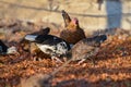 A cocky cock attacks a chicken, two roosters fight and flap their wings Royalty Free Stock Photo