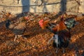 A cocky cock attacks a chicken, two roosters fight and flap their wings