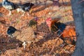 A cocky cock attacks a chicken, two roosters fight and flap their wings Royalty Free Stock Photo