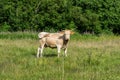 Cocky looking pale cow in a green pasture