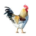 Cocky rooster illustration Royalty Free Stock Photo