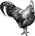 Cocky rooster Royalty Free Stock Photo