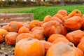 Coclorful orange pumpkin in autumn outdoor Royalty Free Stock Photo
