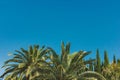 Cocnut palm trees on blue sky background. tropical resort. Toned Royalty Free Stock Photo