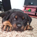 coco baby rottweiler