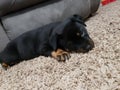 coco baby rottweiler