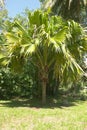 Coco-de-mer coconut palm Royalty Free Stock Photo