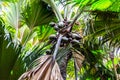 Coco de mer Lodoicea maldivica female fruits clusters, Praslin, Seychelles. Royalty Free Stock Photo