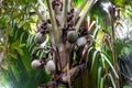 Coco de mer Lodoicea maldivica female fruits clusters with largest nuts in the world, Praslin, Seychelles. Royalty Free Stock Photo