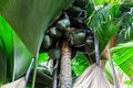 Coco de mer Lodoicea maldivica female fruits clusters with largest nuts in the world inside, Seychelles.