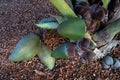 Coco de mer (Lodoicea maldivica) is fruiting. Royalty Free Stock Photo