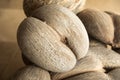 Coco de Mer nut on the island of Seychelles. Royalty Free Stock Photo