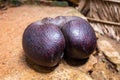 Coco de Mer nut Lodoicea maldivica, the largest nut in the world, endemic to Praslin and Curieuse  Islands, Seychelles Royalty Free Stock Photo