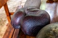 Coco de Mer nut Lodoicea maldivica, the largest nut in the world, Seychelles. Royalty Free Stock Photo