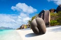 Coco de mer or sea coconut, or double coconut is the largest and sexiest nut in the world. Seychelles Royalty Free Stock Photo