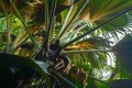 Coco de mer or sea coconut, or double coconut is the largest and sexiest nut in the world. Seychelles Royalty Free Stock Photo