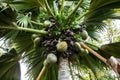 Coco de Mer - Sea Coconut Royalty Free Stock Photo