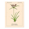 Coco-grass Cyperus rotundus , or purple nut sedge, medicinal plant