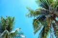 Coco palm crown on blue sky background. Tropical nature abstract photo. Palm tree in sunny sky banner template Royalty Free Stock Photo