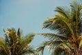 Coco palm crown on blue sky background, tropical nature vintage toned photo. Palm tree in sunny sky banner template Royalty Free Stock Photo