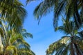 Coco palm crowns on blue sky. Palm tree top natural frame. Green palm tropical landscape photo Royalty Free Stock Photo