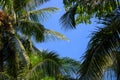 Coco palm forest on blue sky. Palm leaf natural frame. Green palm tropical landscape photo. Exotic place for vacation Royalty Free Stock Photo