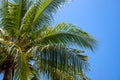 Coco palm leaf on blue sky background. Sunny tropical nature minimal photo. Coconut palm branch. Chilling resort card Royalty Free Stock Photo