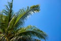 Coco palm leaf on blue sky background. Sunny tropical nature minimal photo. Coconut palm branch. Summer holiday concept Royalty Free Stock Photo