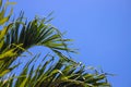 Coco palm leaf on blue sky background. Sunny tropical nature minimal photo. Coconut palm branch. Tropic jungle concept Royalty Free Stock Photo