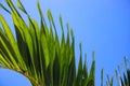 Coco palm leaf on blue sky background. Sunny tropical nature minimal photo. Coconut palm branch wallpaper Royalty Free Stock Photo