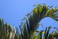 Coco palm leaf on blue sky background. Sunny tropical nature minimal photo. Tourism in Asia concept. Coconut palm branch Royalty Free Stock Photo