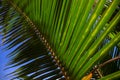 Coco palm leaf closeup on blue sky background. Natural palm leaf, Sunny tropical landscape. Exotic vacation Royalty Free Stock Photo