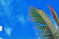 Coco palm leaf on sky background. Cartoon palm leaf on blue sky. Tropical vacation vibrant digital illustration.