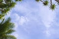 Coco palm leaf on sky background. Sunny day on tropical island. Royalty Free Stock Photo